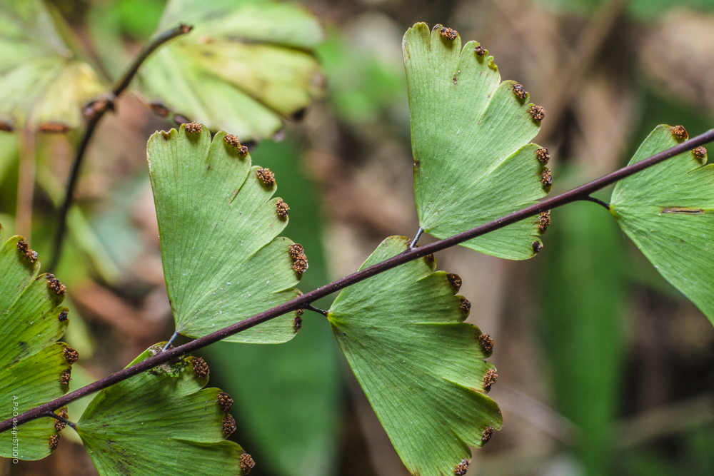 台北植物园 20191108 梅山口铁线蕨的叶表,孢子囊群生长在叶缘