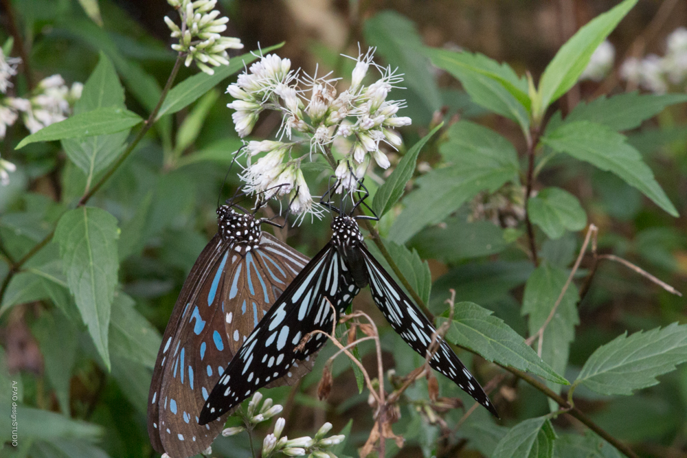淡紋青斑蝶| A.PAO garden_我看到的植物多樣性與昆蟲及其紀錄