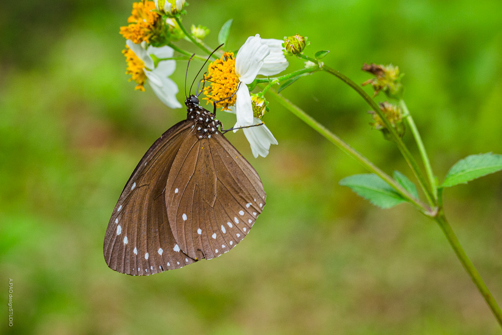 紫斑病の見通しはどうなりますか?