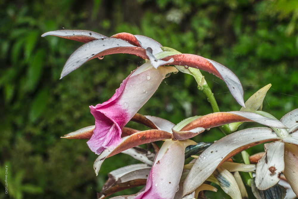 蘭科orchidaceae A Pao Garden 我看到的植物多樣性與昆蟲及其紀錄