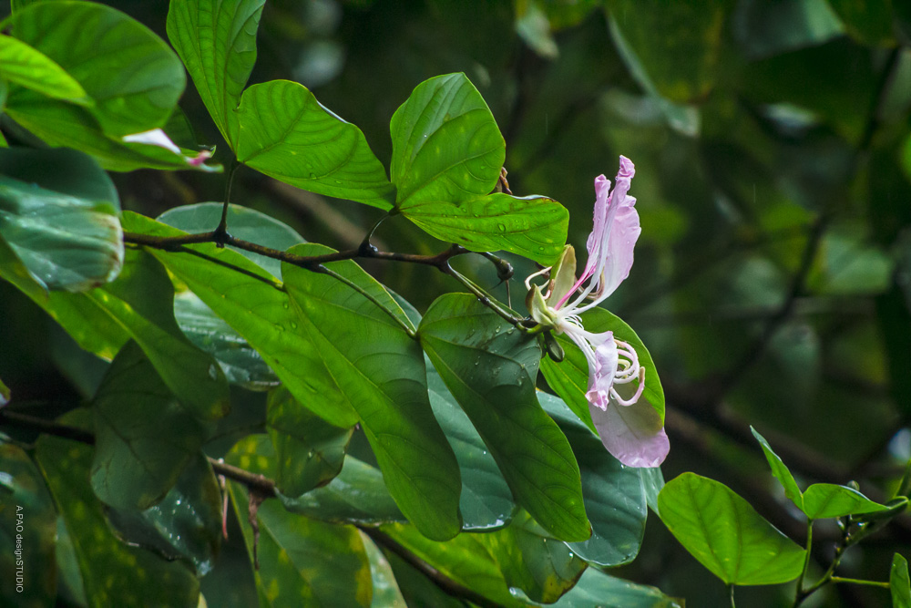 洋紫荊| A.PAO garden_我看到的植物多樣性與昆蟲及其紀錄